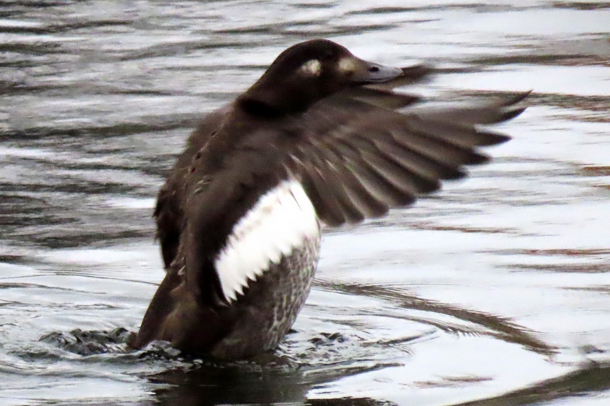 White-winged Scoter - ML610931909