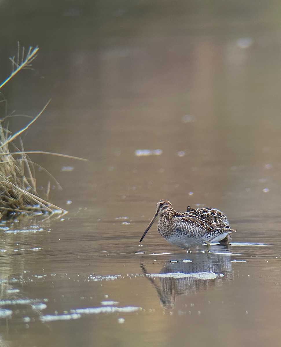 Wilson's Snipe - Andrew Whetten