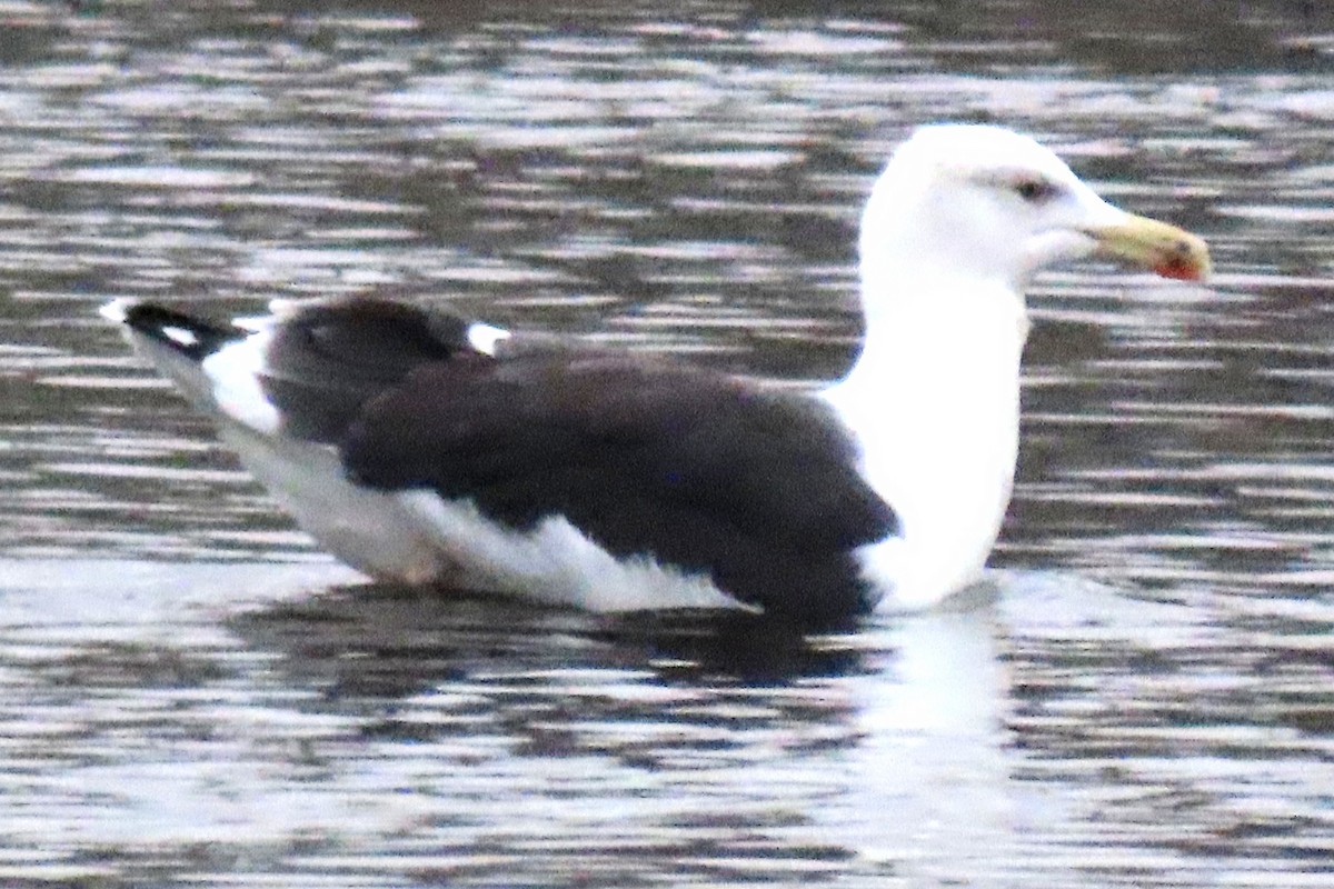 Great Black-backed Gull - ML610931928