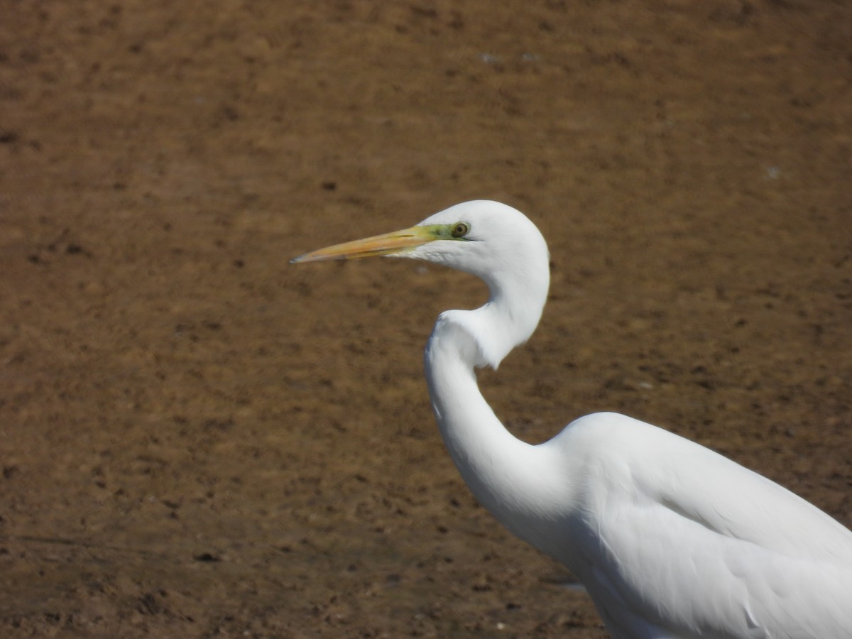 Great Egret - ML610931955