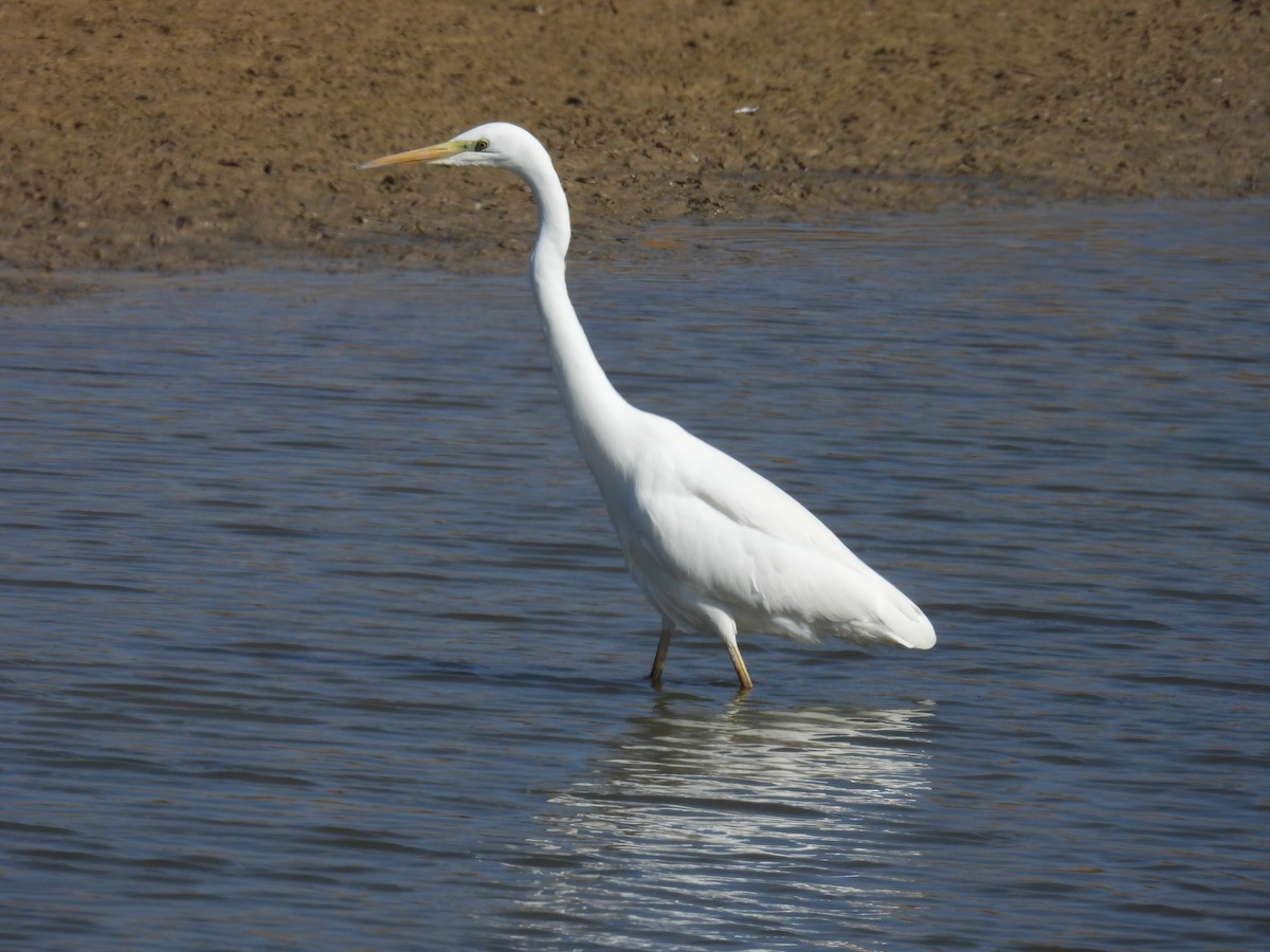 Great Egret - ML610931956