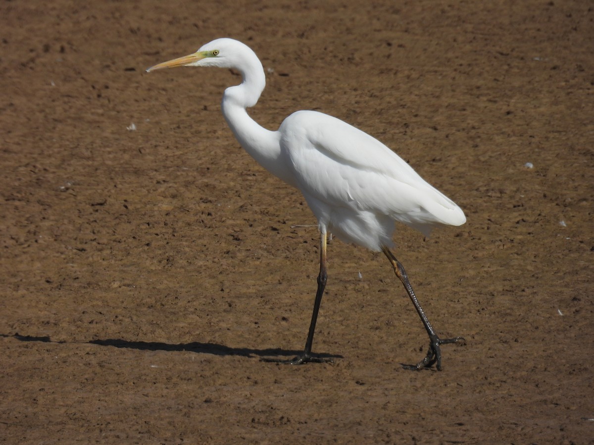 Great Egret - ML610931958