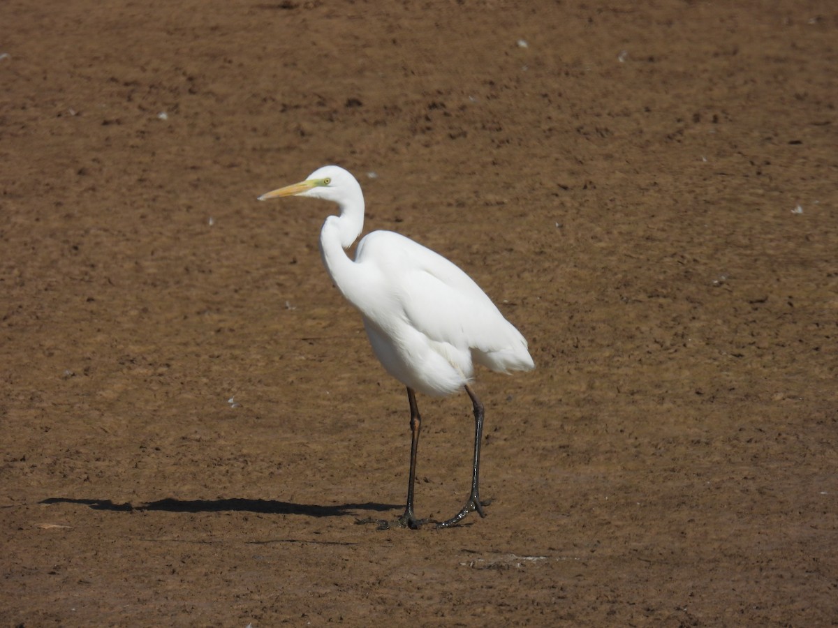 Great Egret - ML610931959