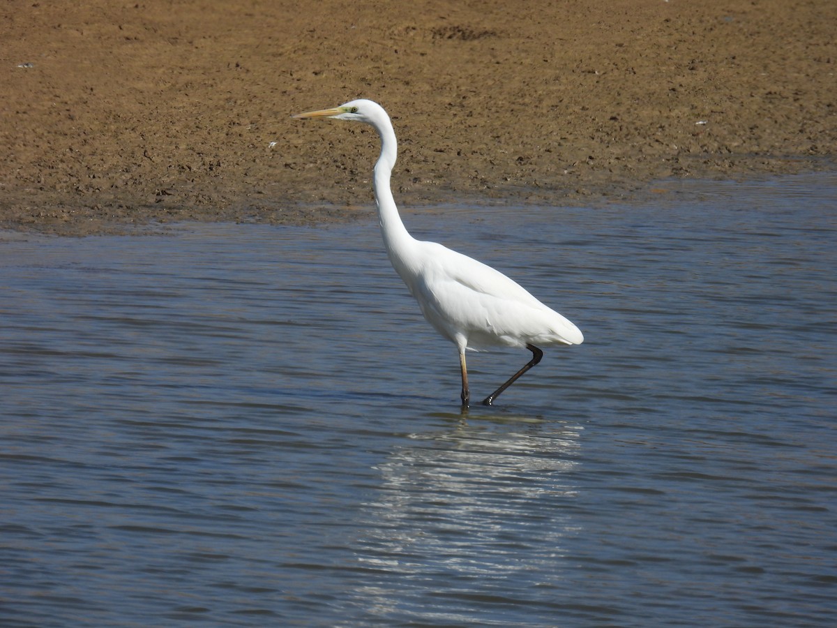 Great Egret - ML610931960