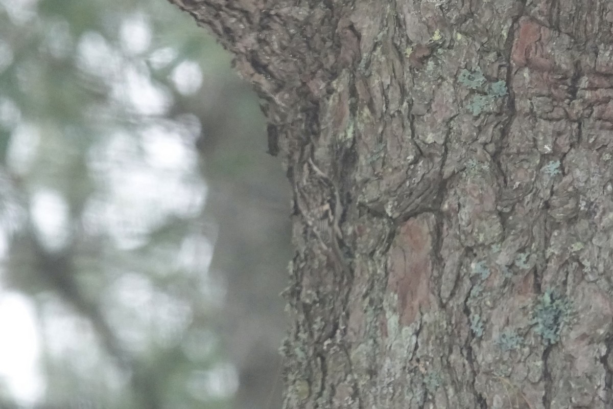 Brown Creeper - Carol Speck