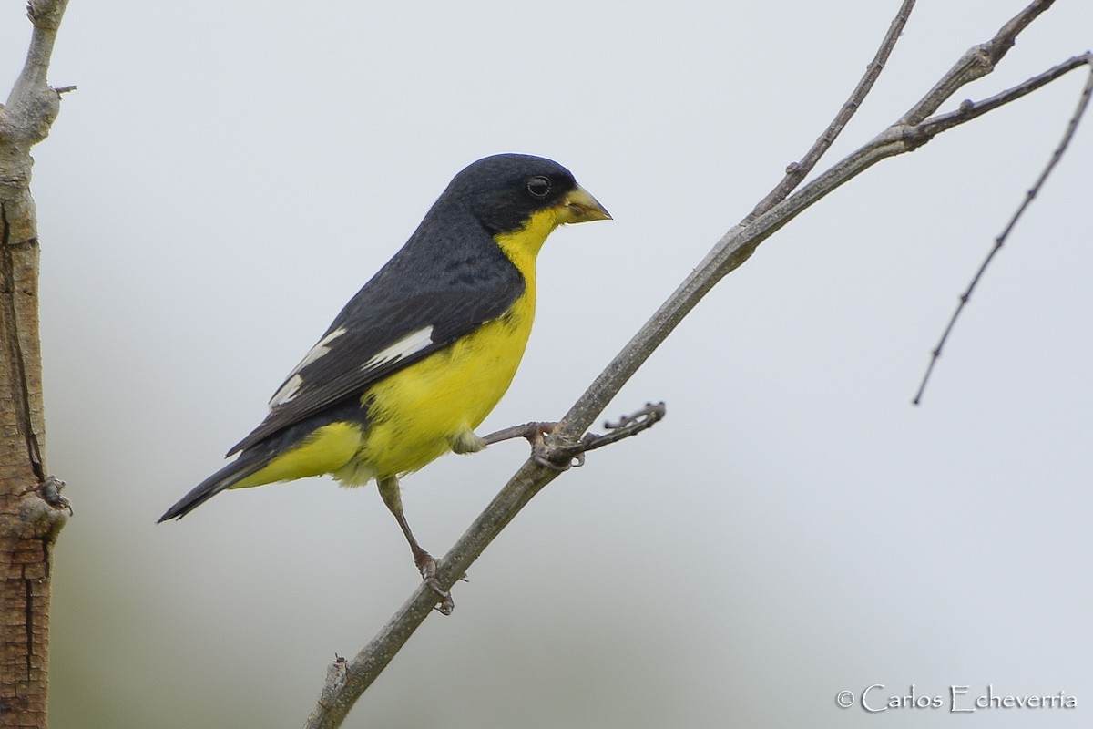 Lesser Goldfinch - Carlos Echeverría