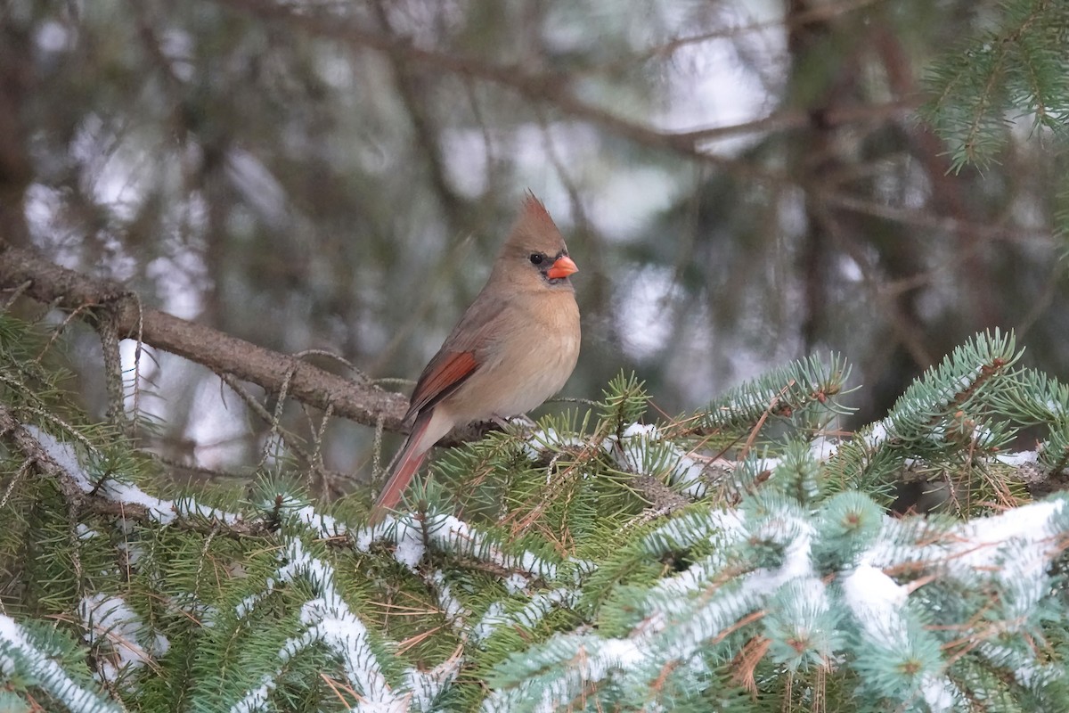 Cardinal rouge - ML610932012