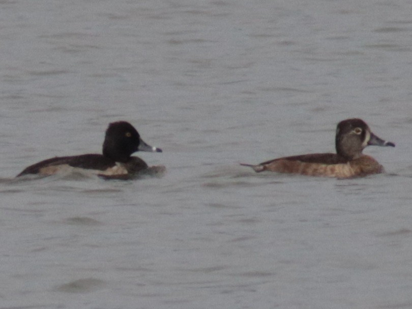 Ring-necked Duck - ML610932027