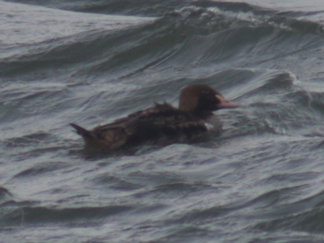 King Eider - ML610932080