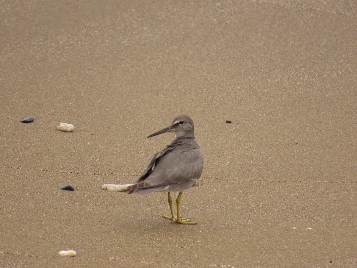 Wandering Tattler - ML610932185