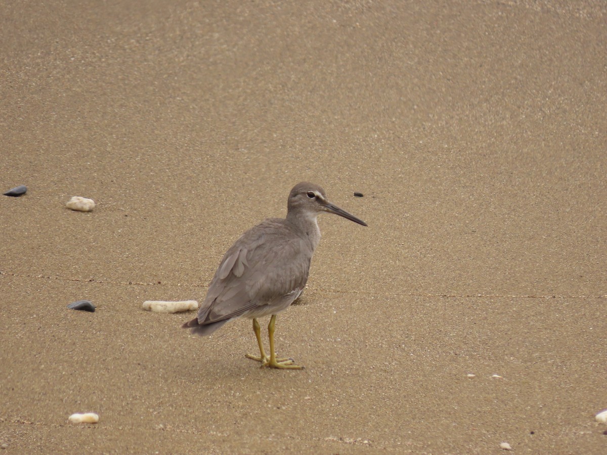 Wandering Tattler - Andrew Rivinus