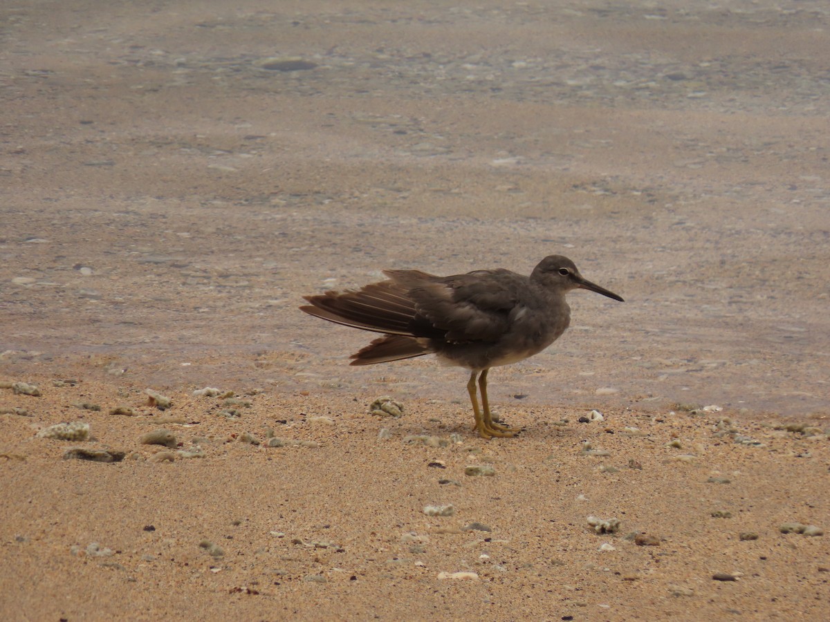 Wandering Tattler - ML610932187