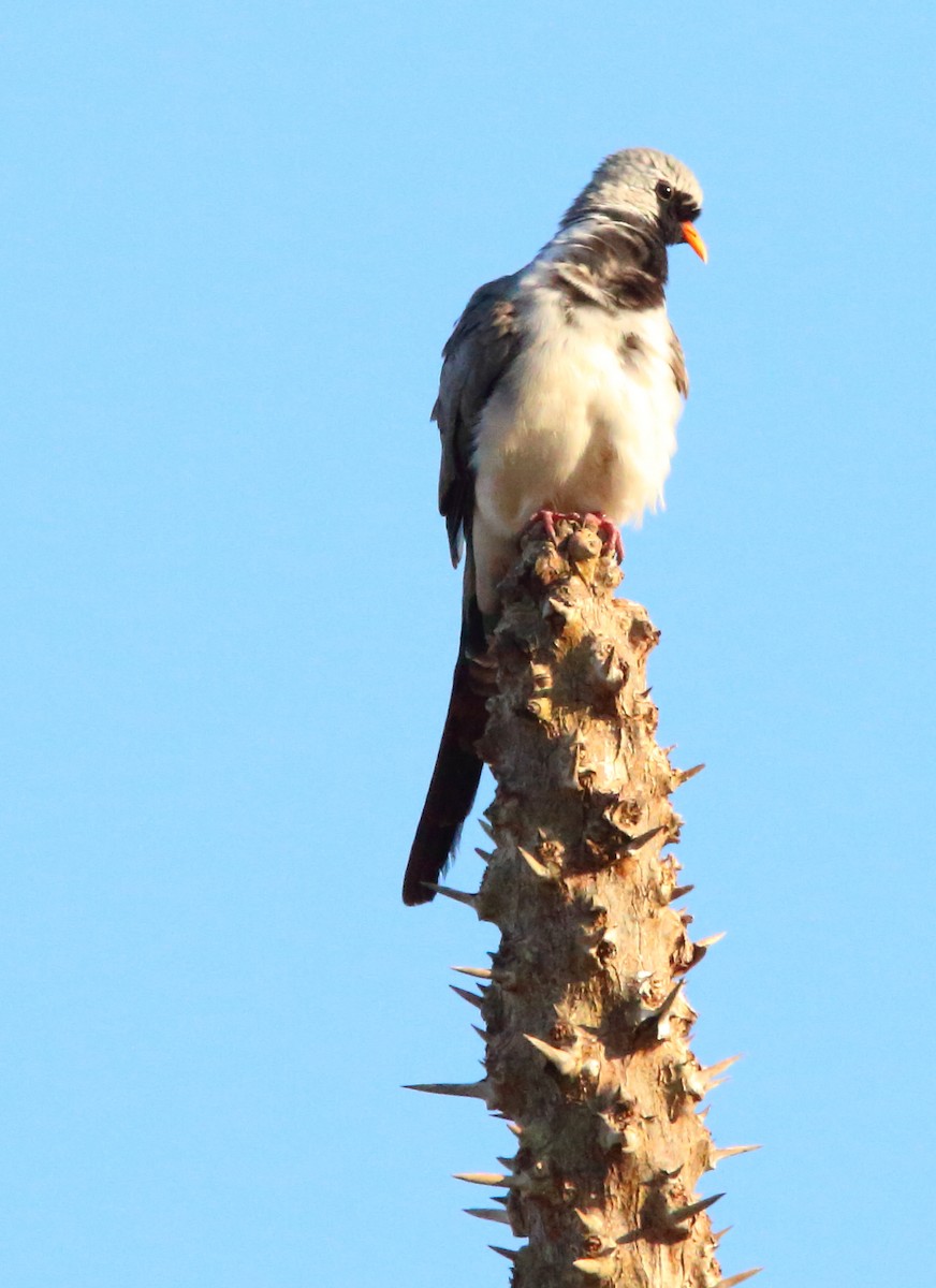 Namaqua Dove - ML610932188