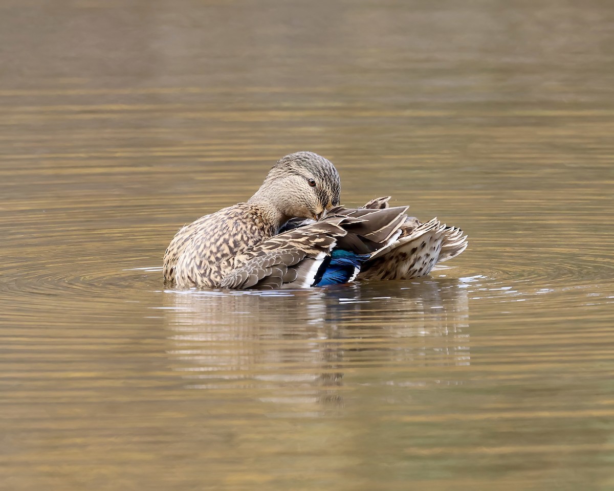 Mallard - ML610932194