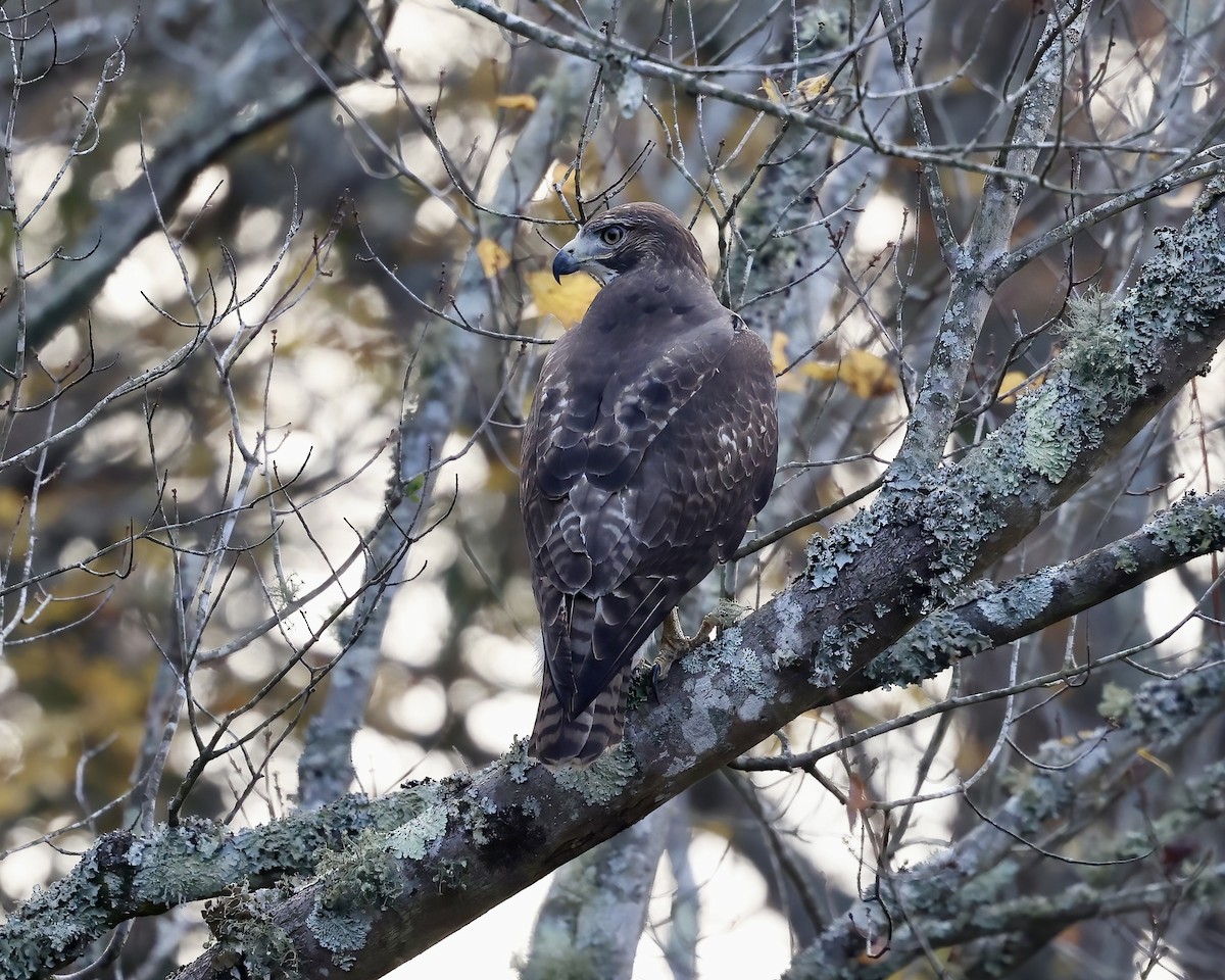 Red-tailed Hawk - ML610932221