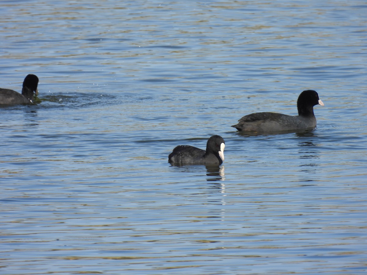 Eurasian Coot - ML610932300