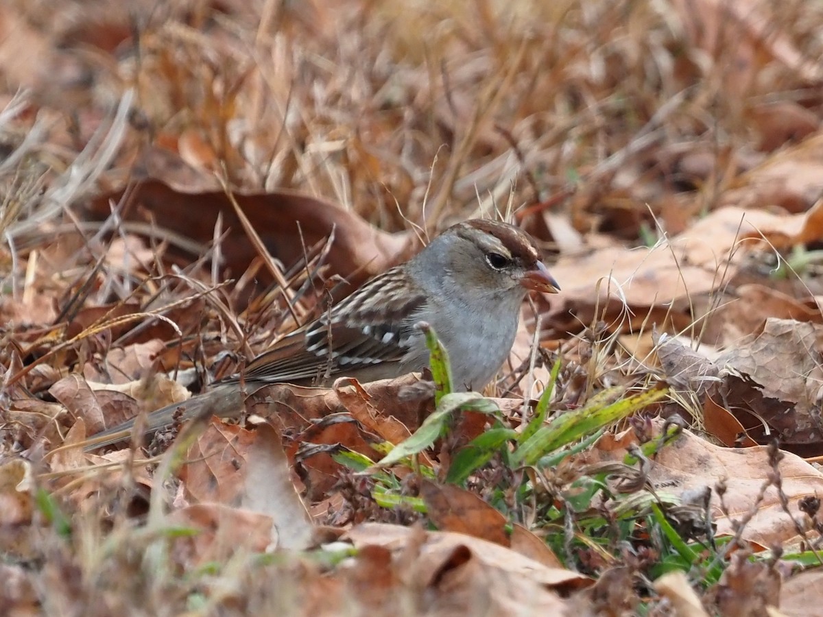 White-crowned Sparrow - ML610932351