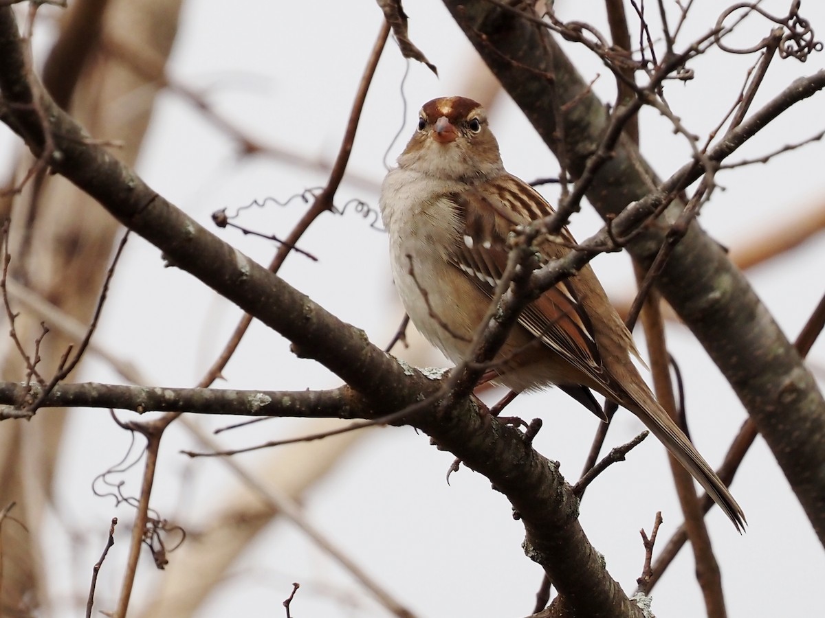 White-crowned Sparrow - ML610932352