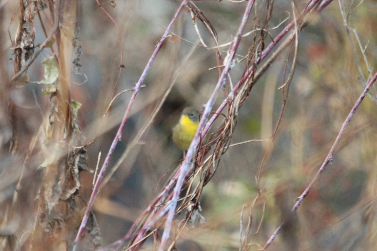 Common Yellowthroat - Grayson Harlow