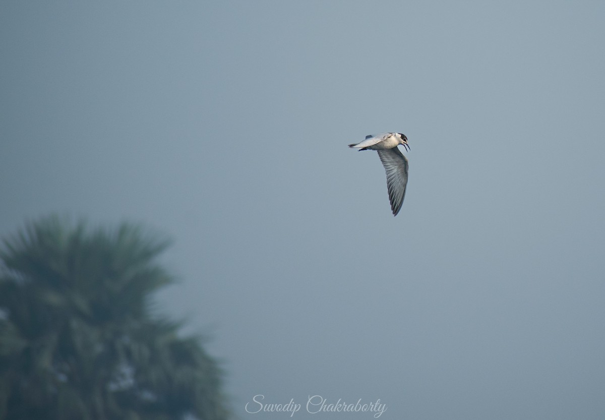 Whiskered Tern - ML610932438