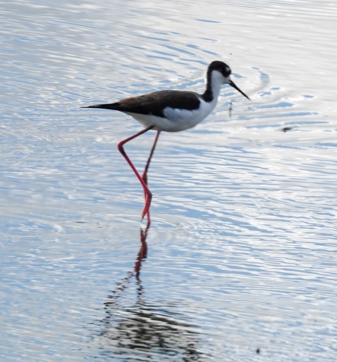 Black-necked Stilt - ML610932441