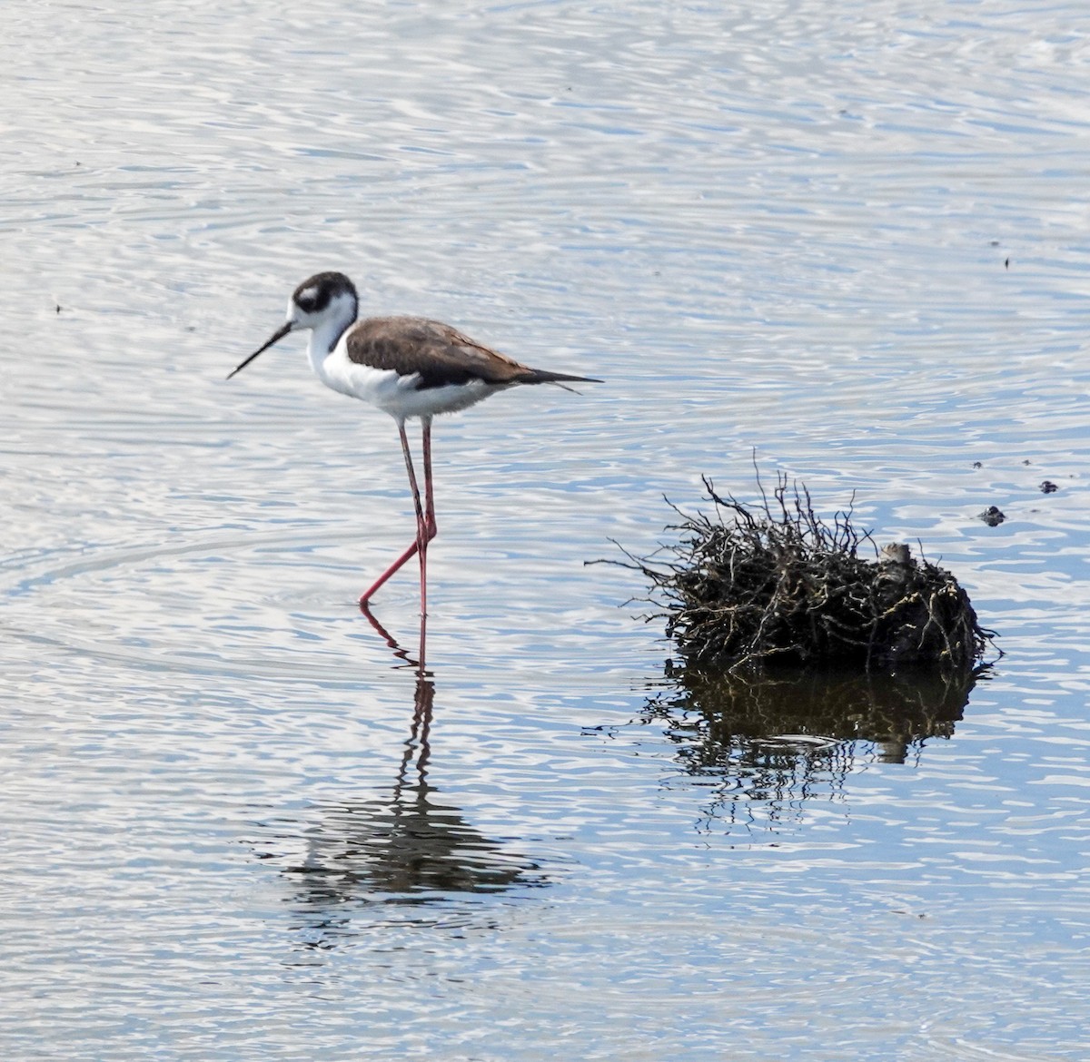 Black-necked Stilt - ML610932442