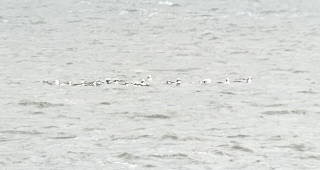 Long-tailed Duck - Yves Gauthier (Mtl)