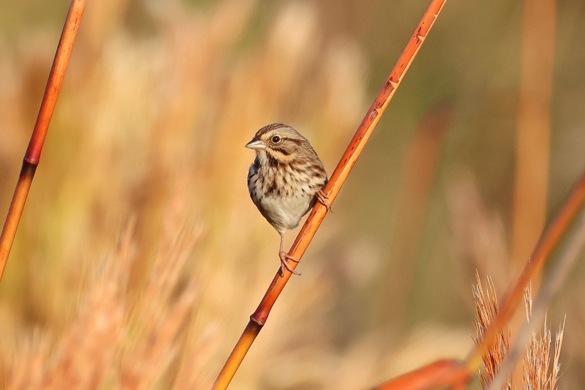 Song Sparrow - ML610932471