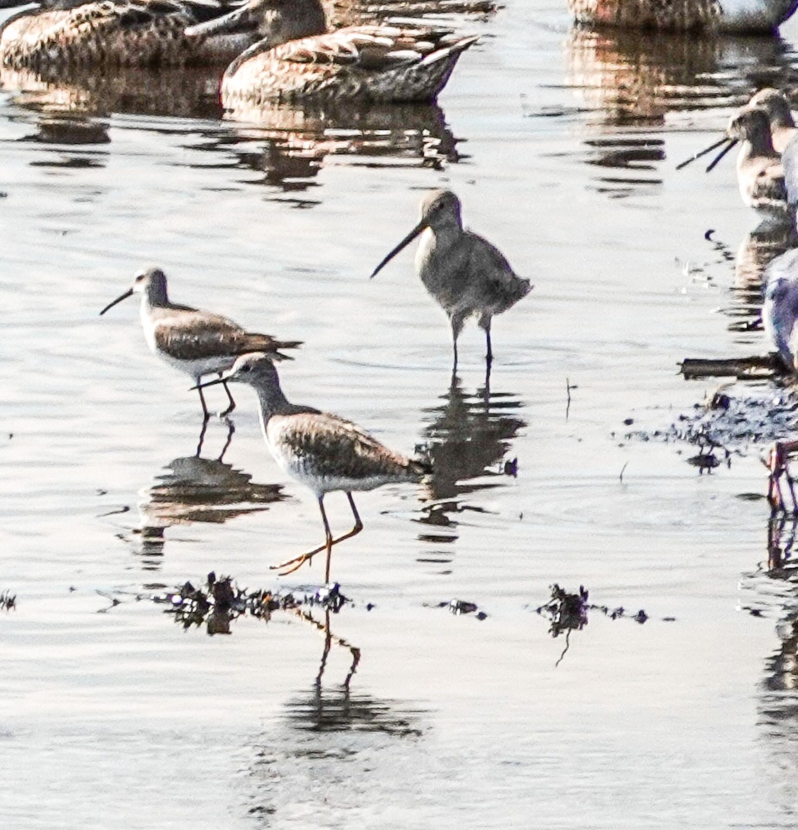 Stilt Sandpiper - ML610932490