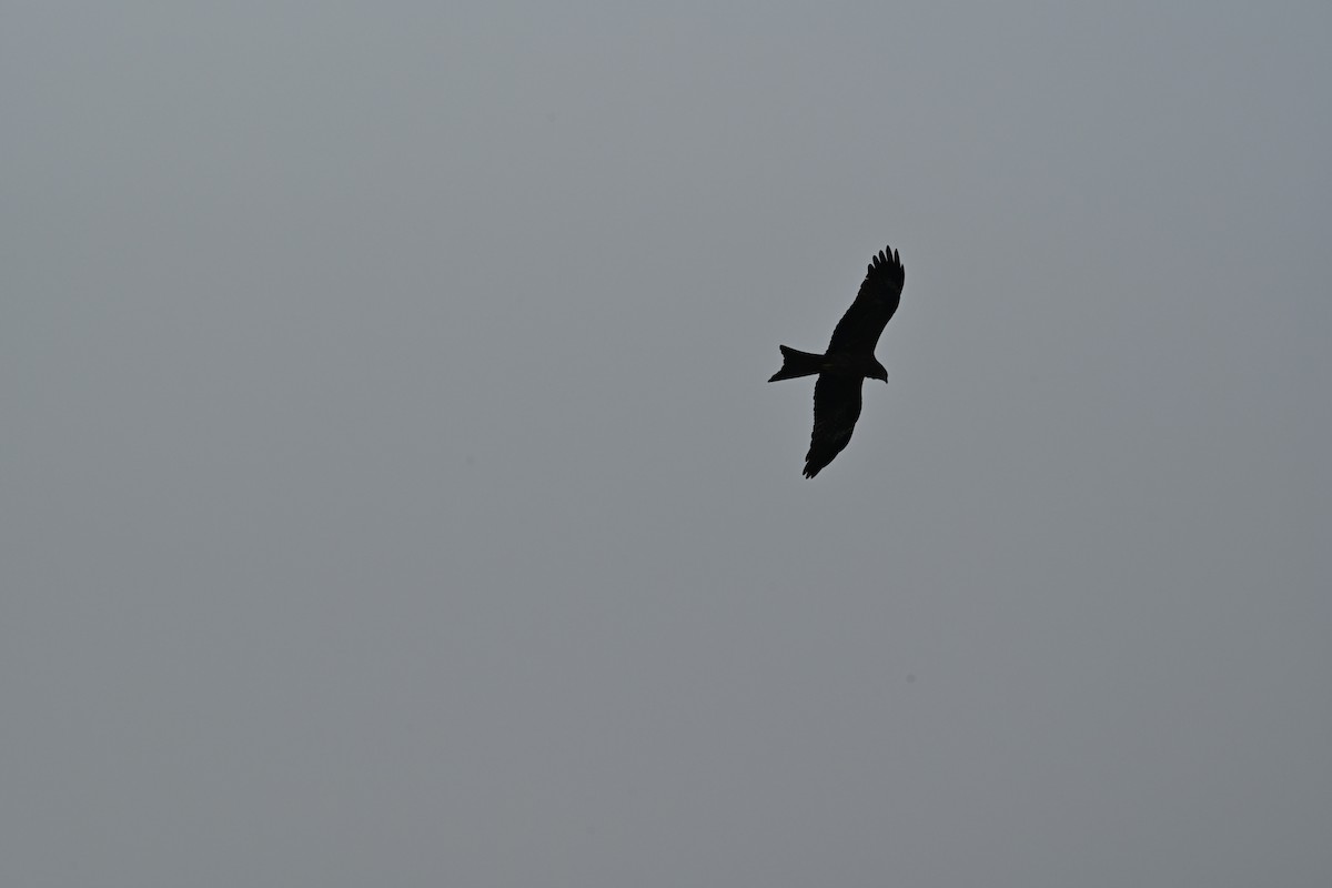 Black Kite - ML610932496