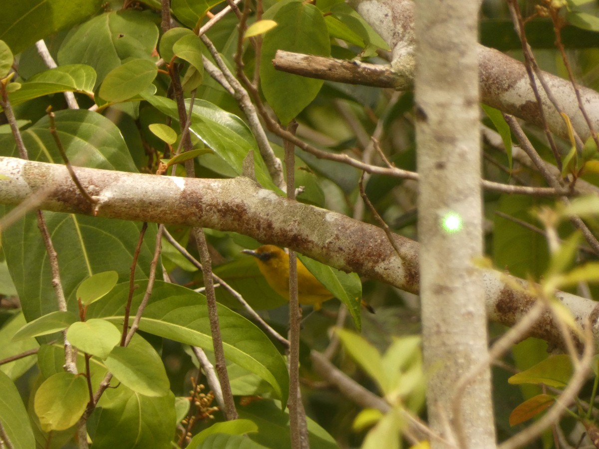 Little Kai White-eye - Matthew Rathgeber