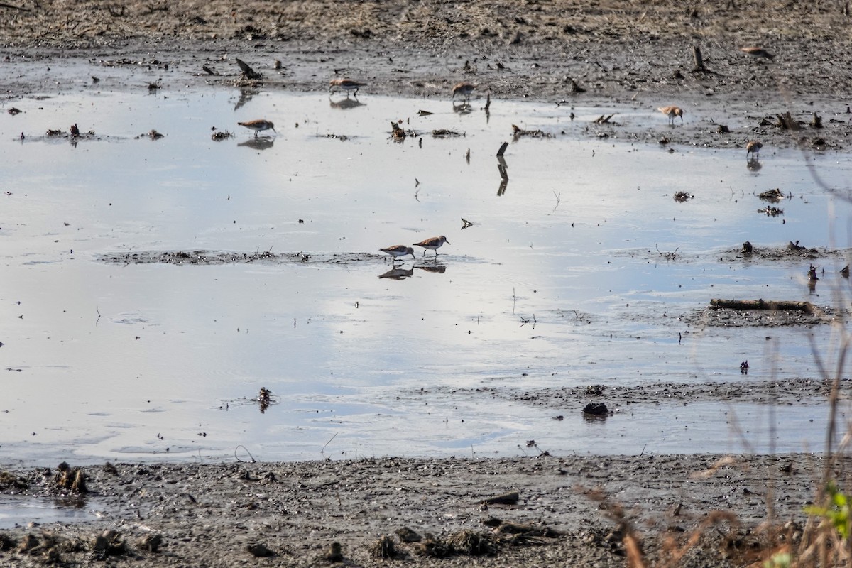 Least Sandpiper - ML610932528