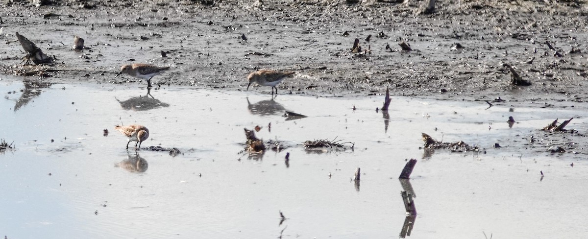 Least Sandpiper - ML610932529