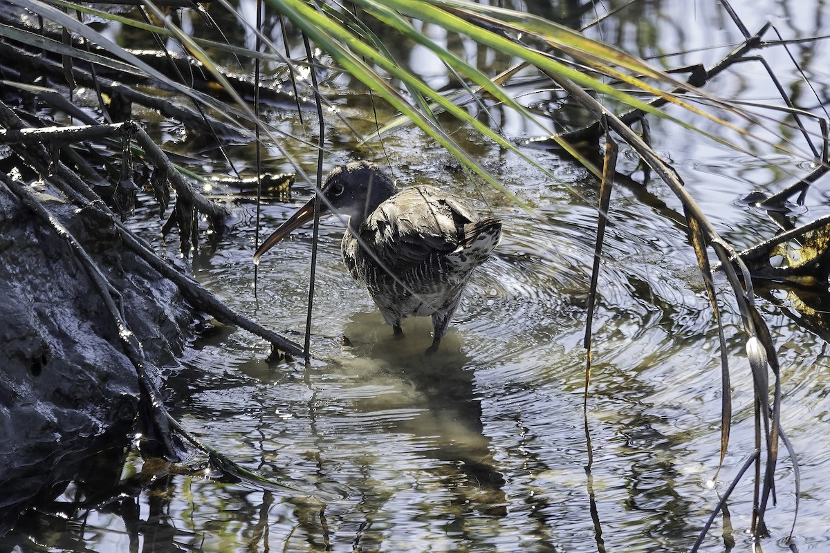 Clapper Rail - ML610932577