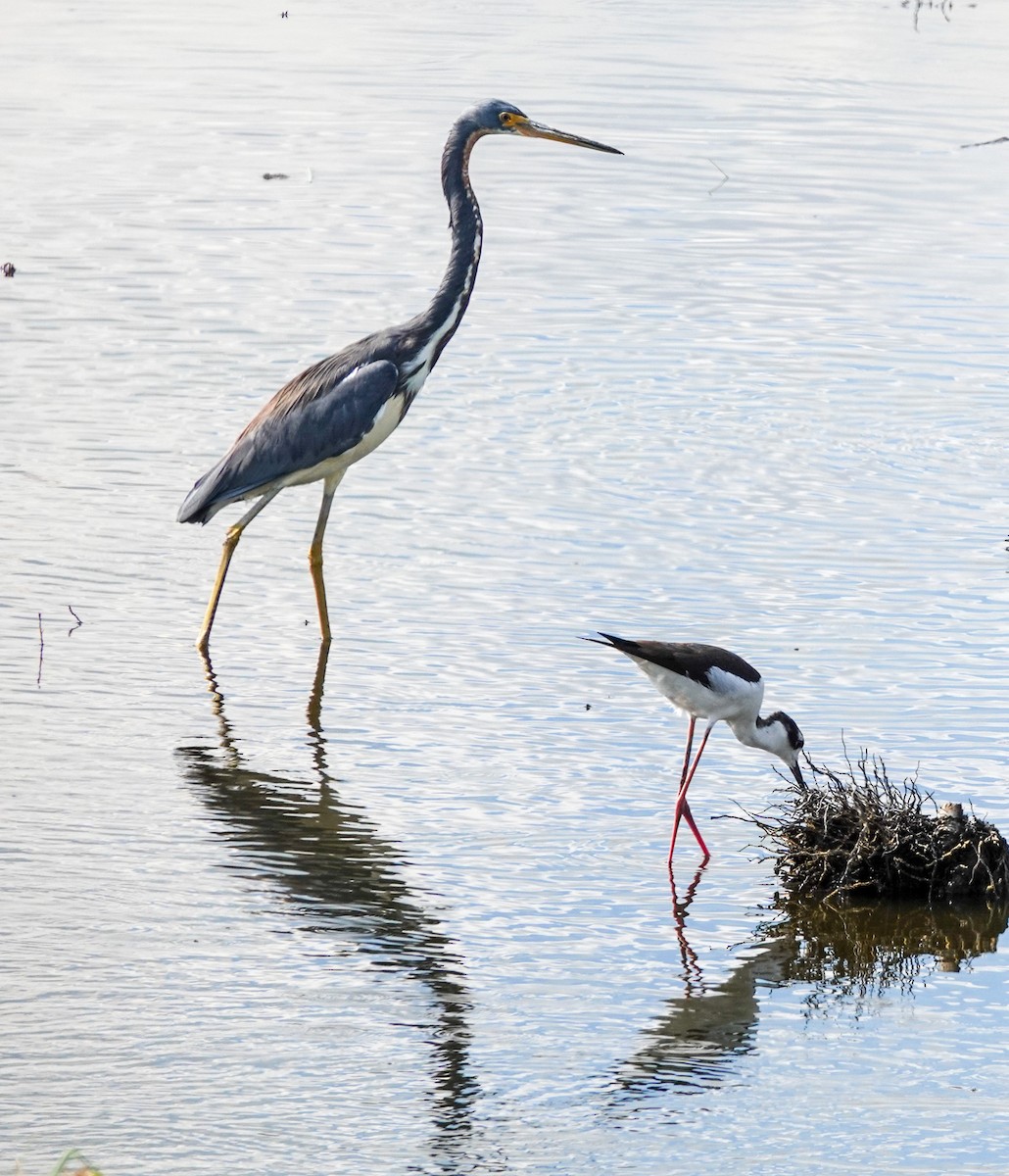 Tricolored Heron - ML610932595