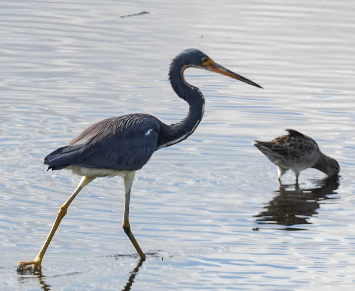 Tricolored Heron - ML610932596