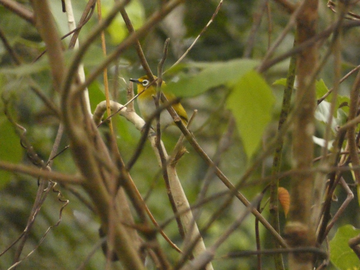 Great Kai White-eye - Matthew Rathgeber