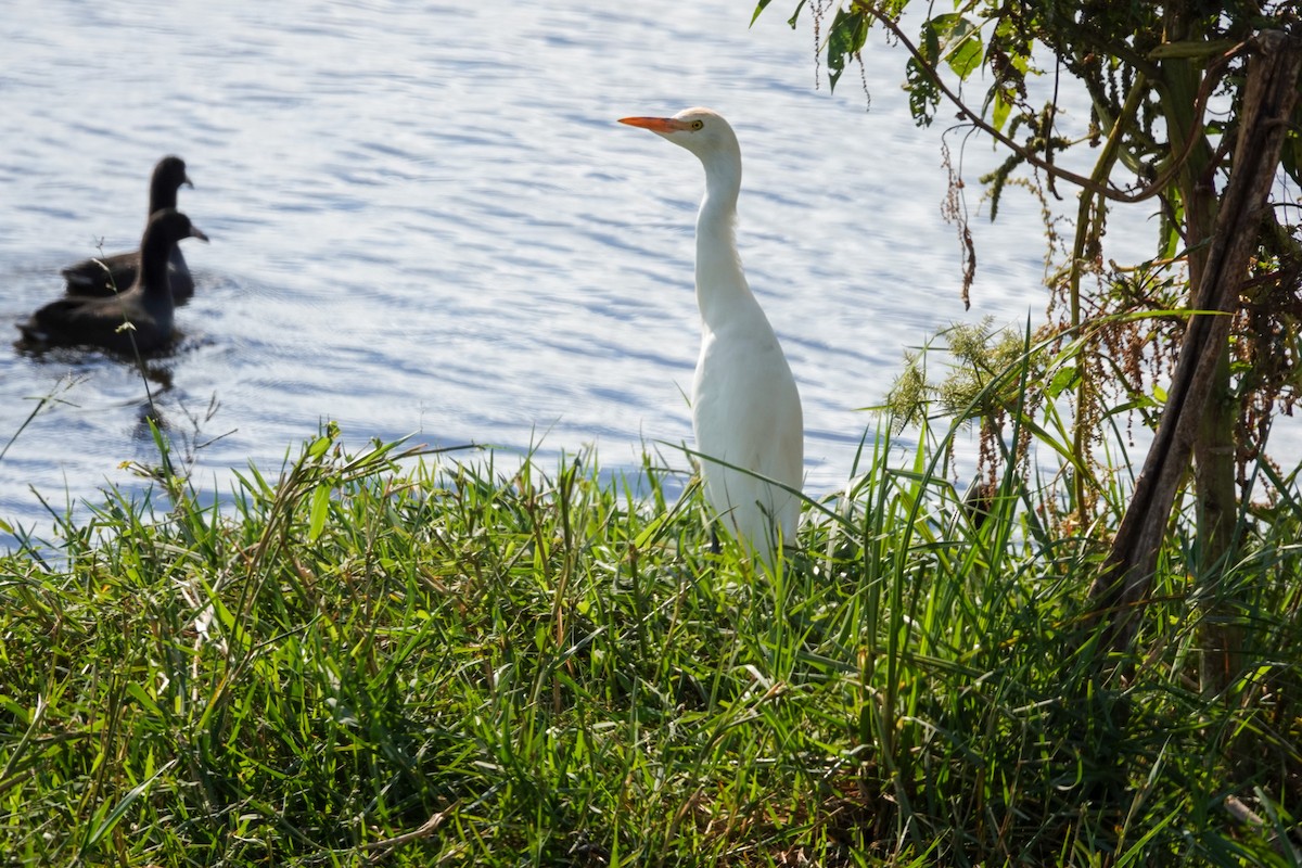 Western Cattle-Egret - ML610932644