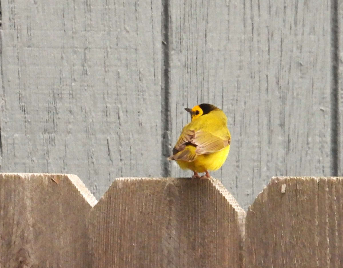 Hooded Warbler - ML610932737