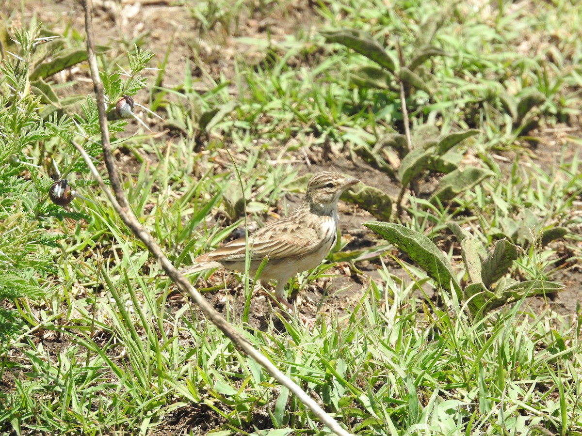 Somali Short-toed Lark (Athi) - Ashwin Viswanathan