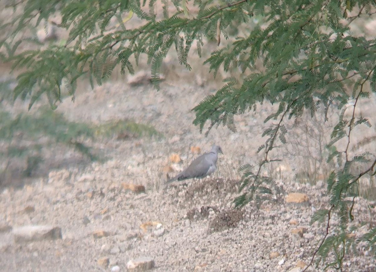 תור צווארון - ML610932969