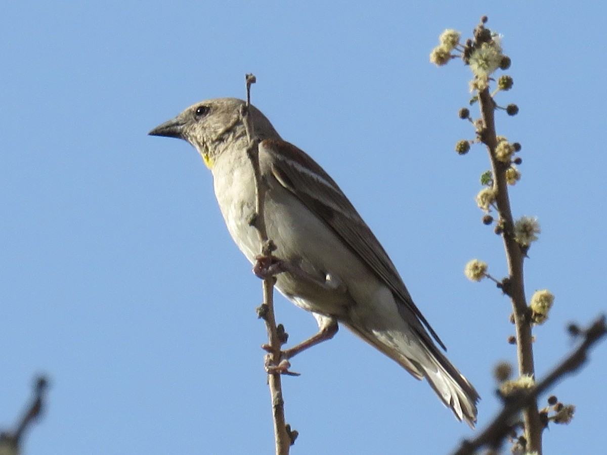 Yellow-throated Sparrow - ML610933035