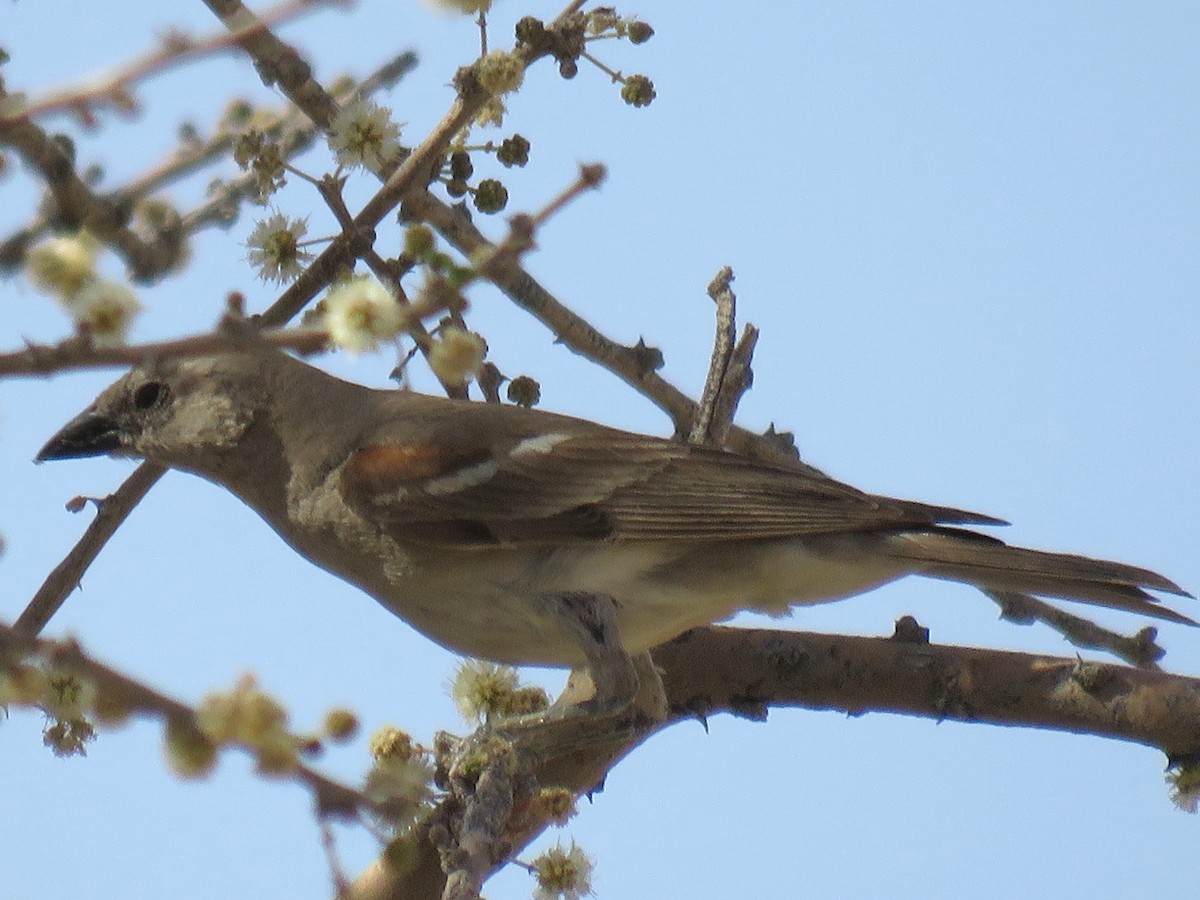 Yellow-throated Sparrow - ML610933036