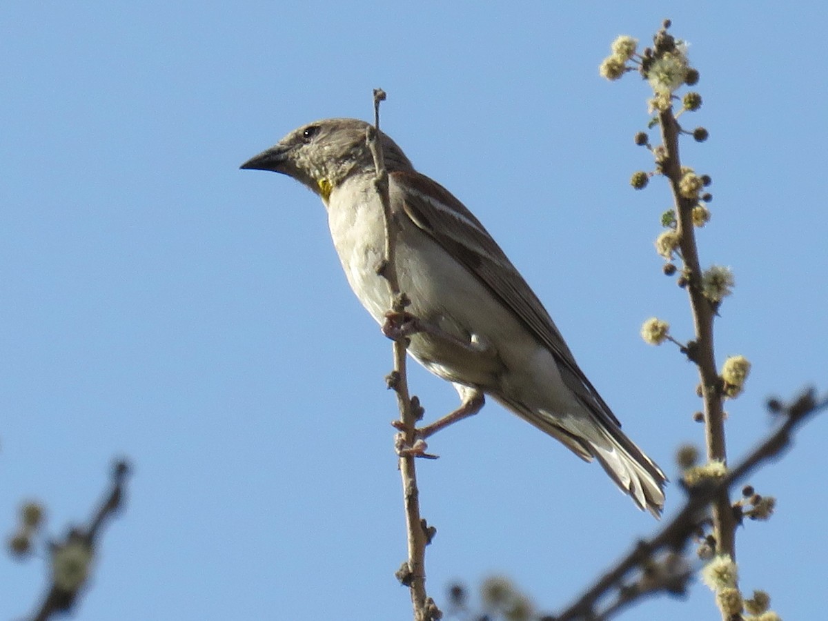 Yellow-throated Sparrow - ML610933037