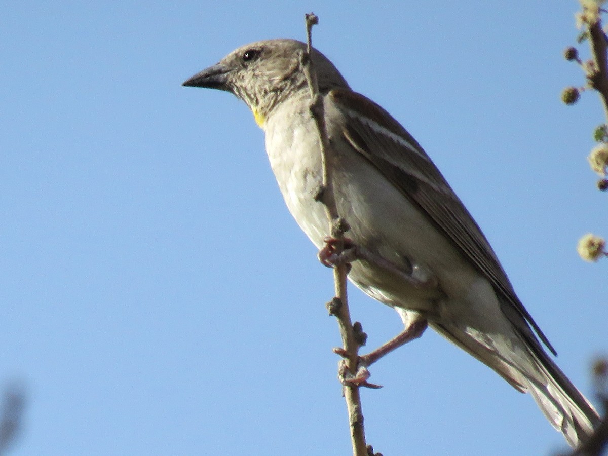 Yellow-throated Sparrow - ML610933038