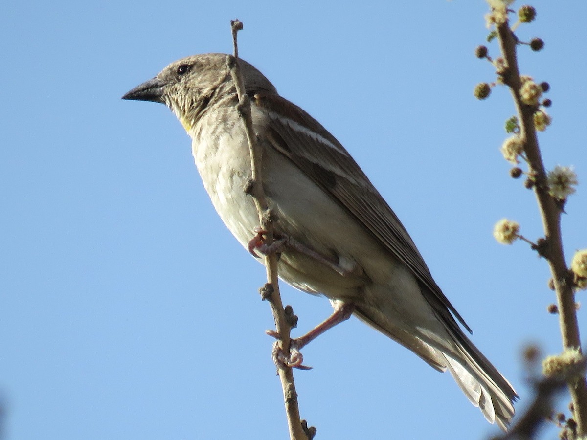 Yellow-throated Sparrow - ML610933039