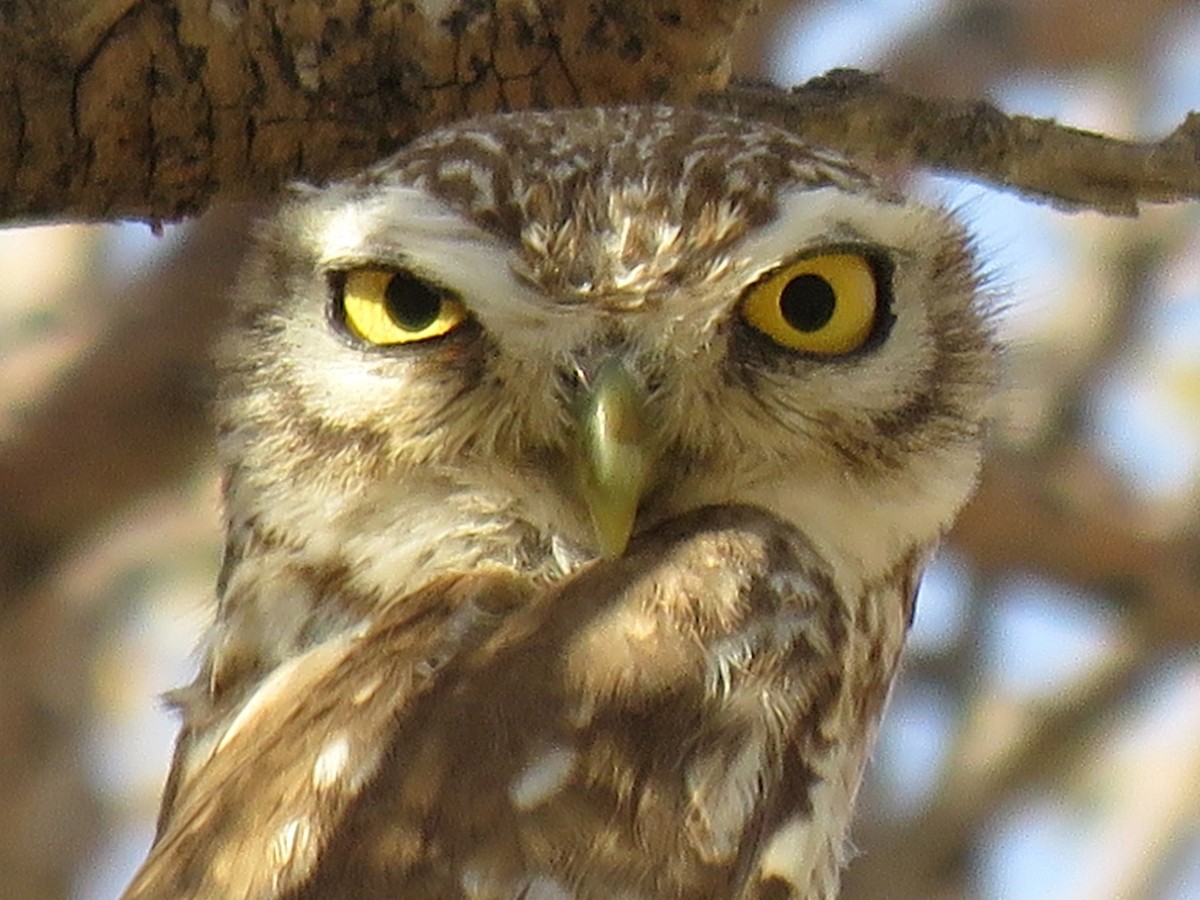 Little Owl (Little) - ML610933063