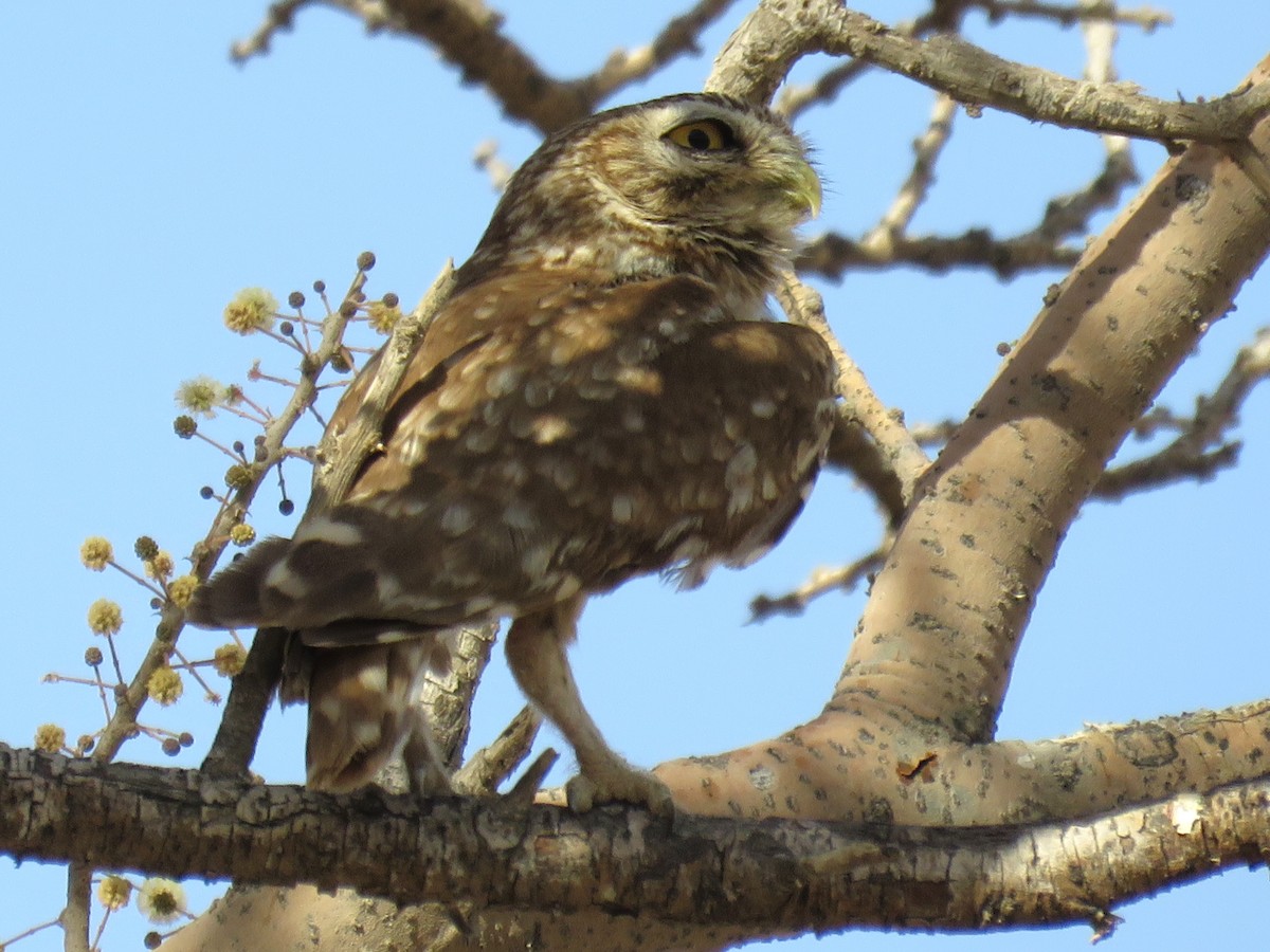 Little Owl (Little) - ML610933065