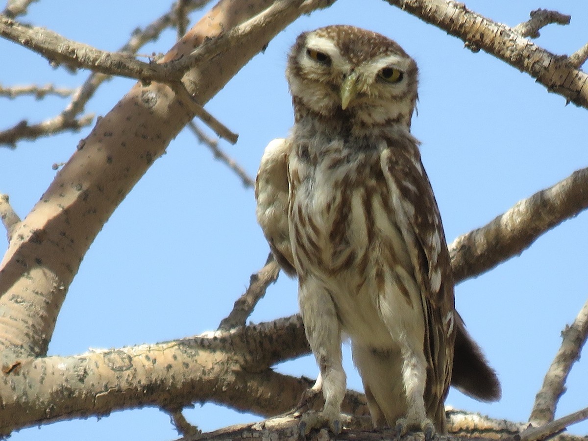 Little Owl (Little) - ML610933066