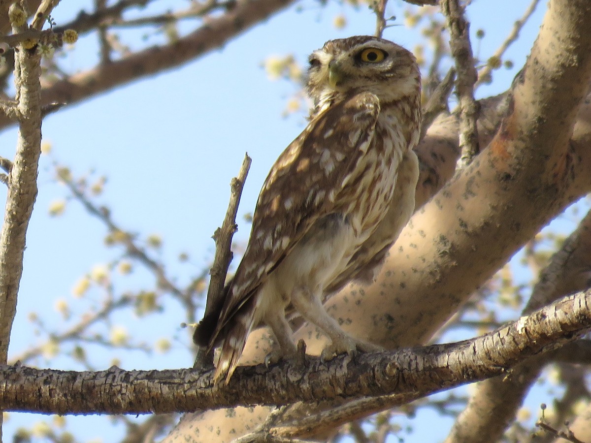 Little Owl (Little) - Stephen Taylor